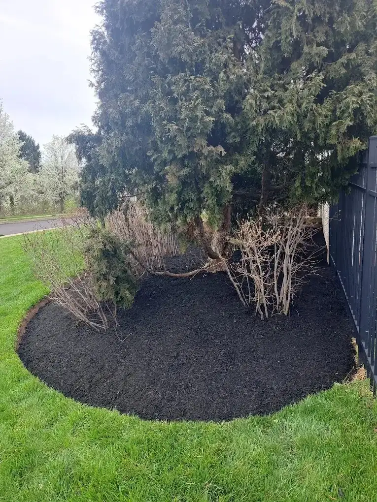 Fresh black mulch bed with a clean curved edge around an evergreen beside a black metal fence