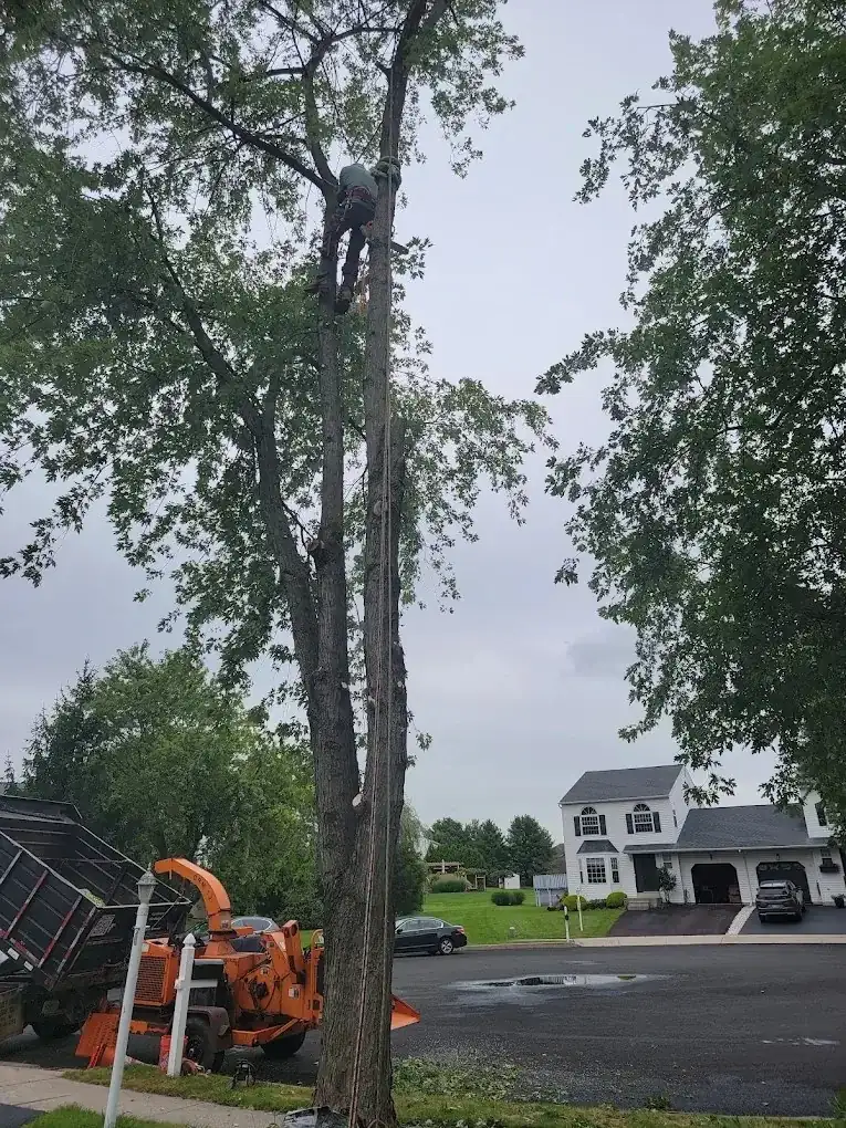 Climber working on a tall tree trunk with a chipper parked on the street