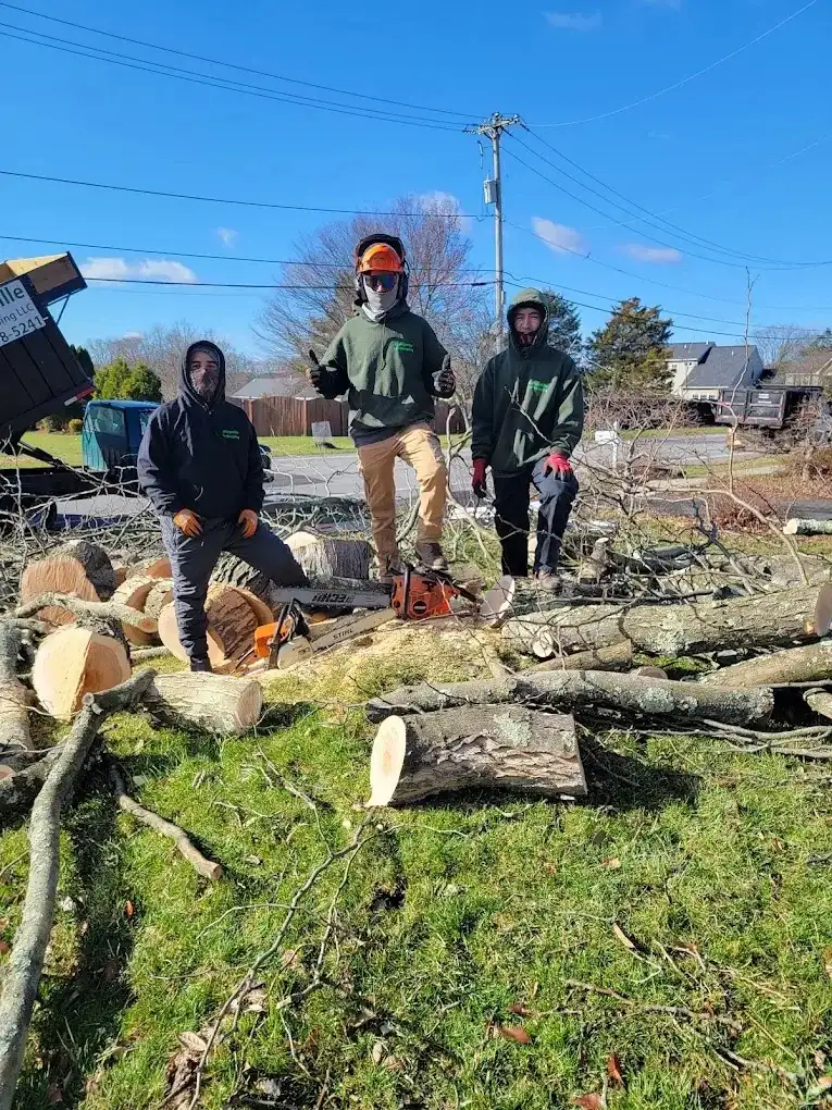 Crew with chainsaws cutting a felled tree into log rounds